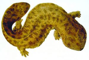 naturalis_biodiversity_center_-_andrias_japonicus_-_japanese_giant_salamander_-_siebold_collection