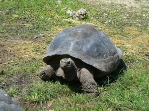 galapagos-tortoise-1105824_640
