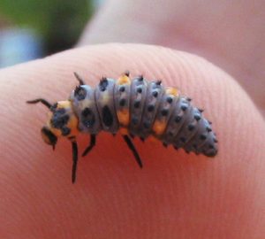テントウムシの幼虫色々 食べ物は 育て方は 生き物情報ナビ