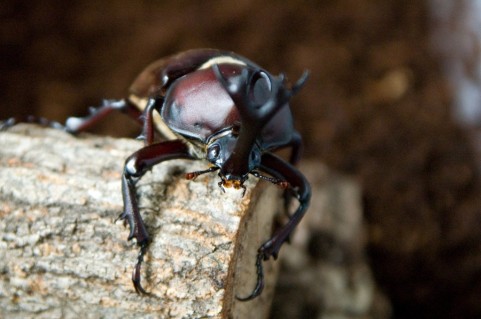カブトムシの幼虫の飼育法は 餌や注意するポイントを解説 生き物情報ナビ