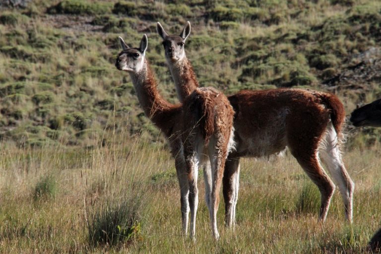 リャマとはどんな動物？生態、性格は？アルパカとの違いは？ | 生き物情報ナビ