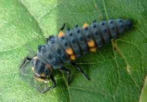 テントウムシの幼虫色々 食べ物は 育て方は 生き物情報ナビ