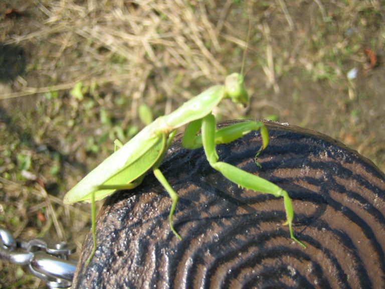 カマキリにはどんな種類がいる？日本のカマキリを一挙紹介！ | 生き物情報ナビ