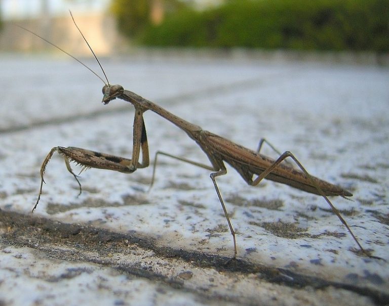 カマキリにはどんな種類がいる？日本のカマキリを一挙紹介！ | 生き物情報ナビ