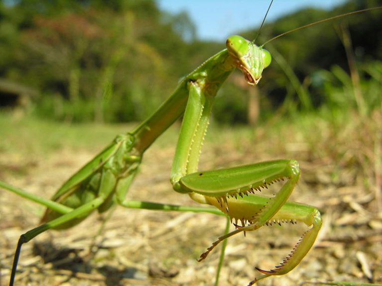カマキリにはどんな種類がいる？日本のカマキリを一挙紹介！ | 生き物情報ナビ