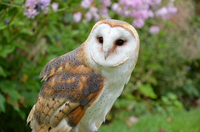 メンフクロウの飼育法を解説 寿命 餌は 値段は 生き物情報ナビ