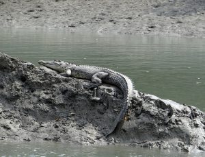 saltwater-crocodile-1226592_640