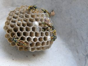 wasps-nest-962323_1280