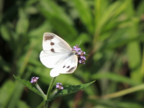 チョウにはどんな種類がいる 日本にいる蝶を紹介 生き物情報ナビ
