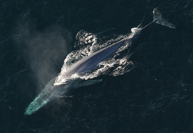 最強 のシロナガスクジラ 生態 大きさは 天敵はいる 生き物情報ナビ