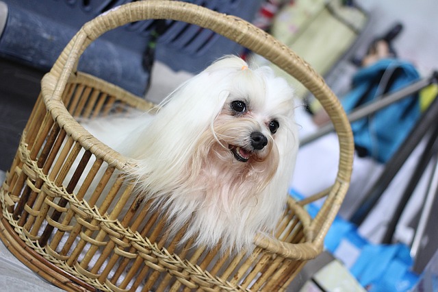 室内でも飼える小型犬 飼育しやすい４つの犬種を紹介 生き物情報ナビ