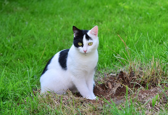 猫の抱き方や触り方を解説！猫にとって気持ちよくするには？  生き物 