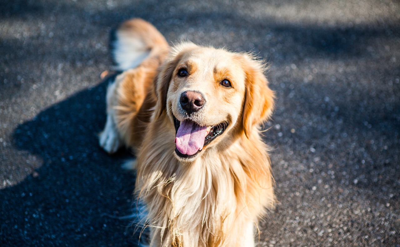 中型犬 大型犬で飼いやすい犬種は ８つの犬種を紹介 生き物情報ナビ