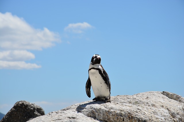 ケープペンギンについて解説 飼育は可能 寿命は 生き物情報ナビ