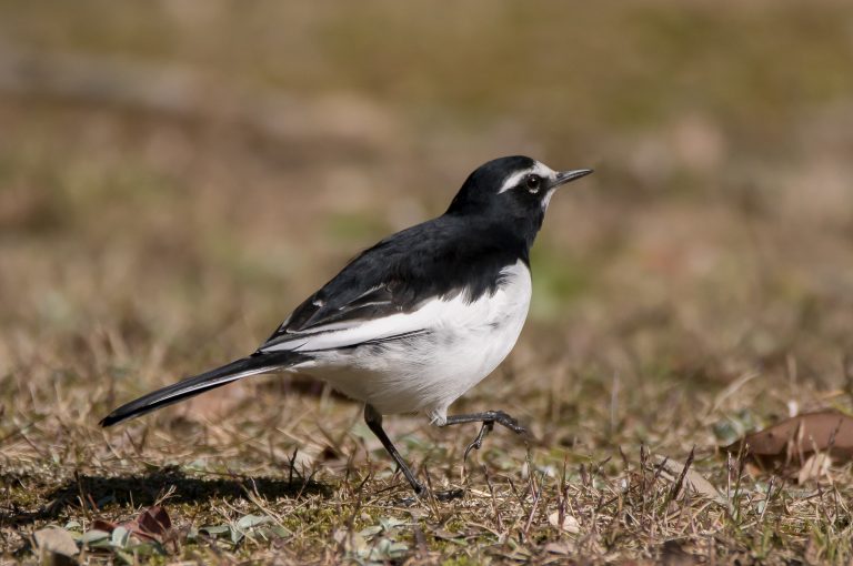 逃げない鳥！？ハクセキレイ！生態や餌は？鳴き声は？ 生き物情報ナビ