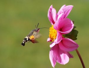 スズメガ科の蛾はどんな蛾 幼虫の食草や種類は 駆除対象 生き物情報ナビ