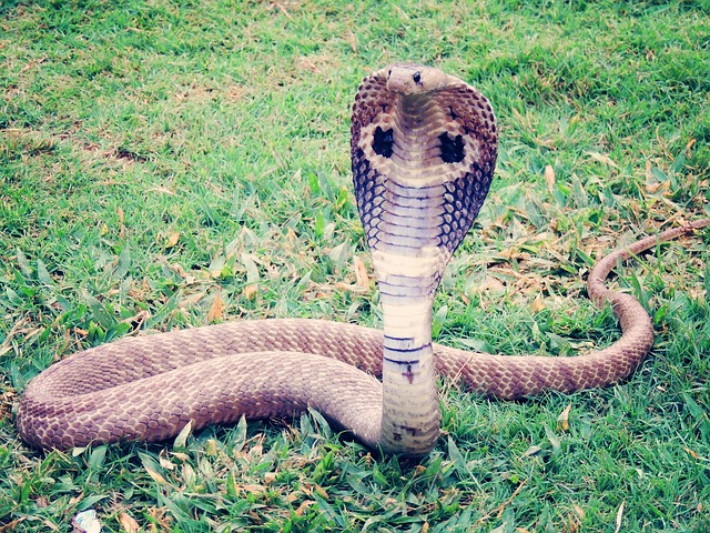 最強のドクヘビ キングコブラ 最大サイズは 天敵はいる 生き物情報ナビ