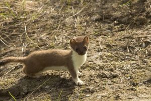 short-tailed-weasel-86619_640