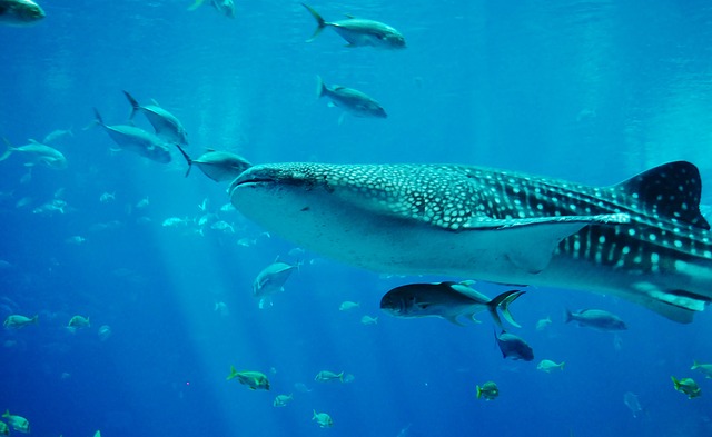 ジンベエザメの生態や大きさは 見れる水族館はどこ 生き物情報ナビ
