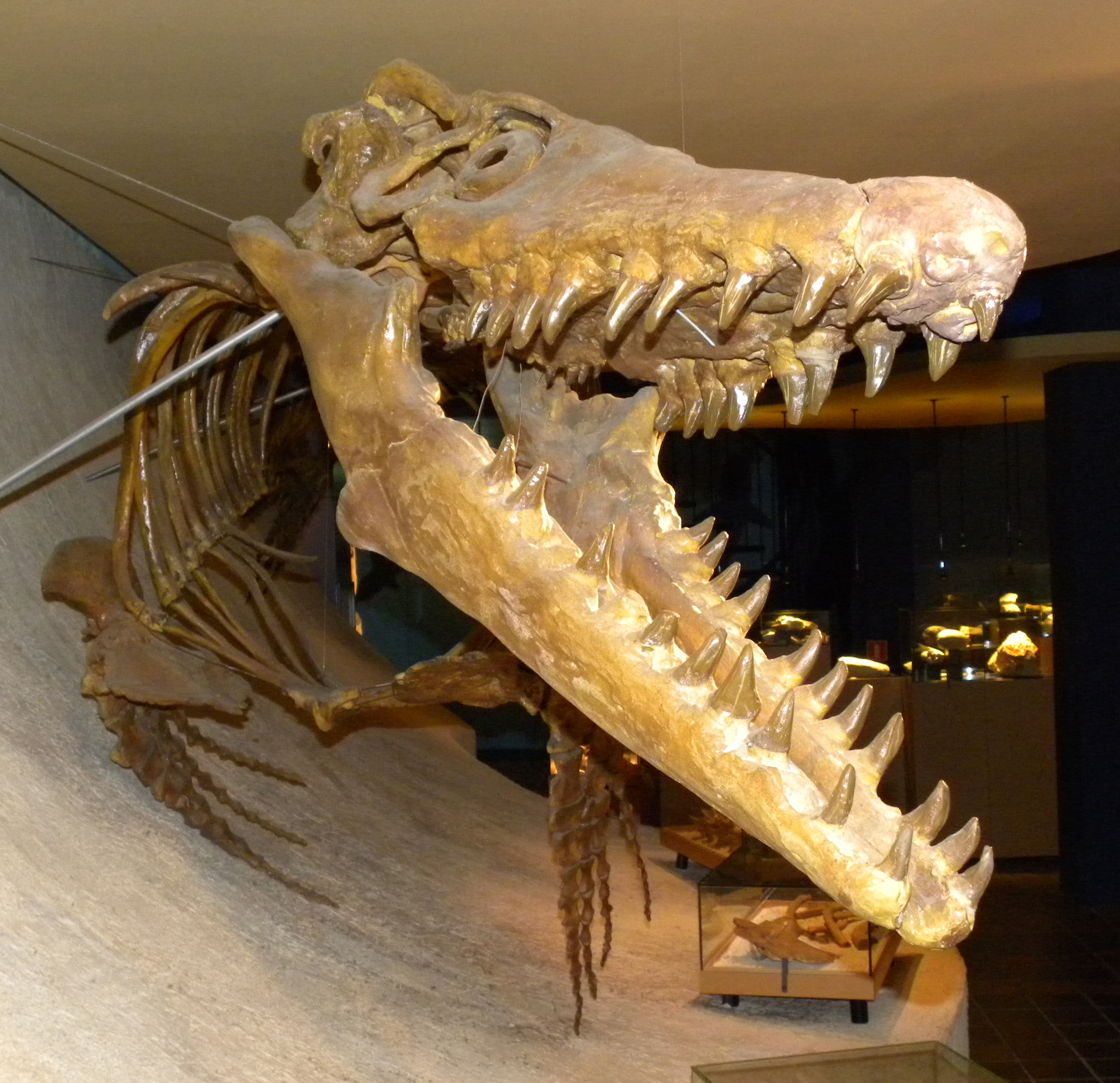 モササウルスについて解説！生態や大きさは？化石は安価？ 生き物情報ナビ