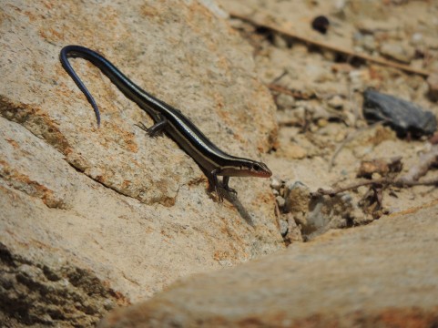 カナヘビとトカゲの違いは何 主な違いを解説 生き物情報ナビ