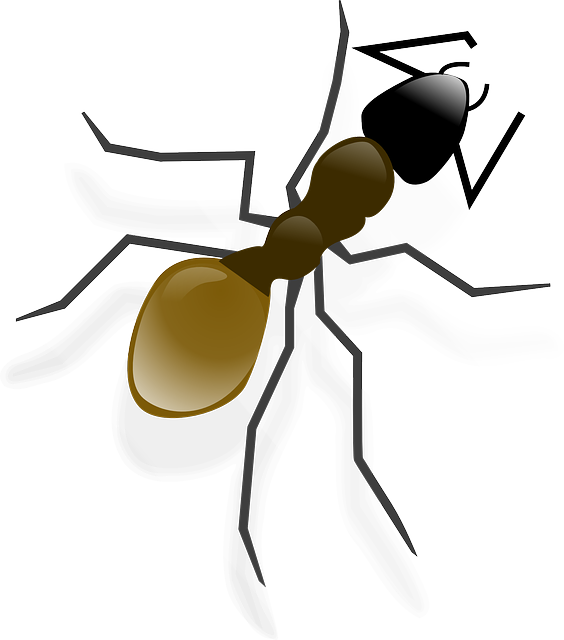 日本にいるアリにはどんな種類がいる 大きさや特徴は 生き物情報ナビ