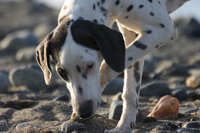 ダルメシアンとはどんな犬 性格や飼育 値段は 生き物情報ナビ