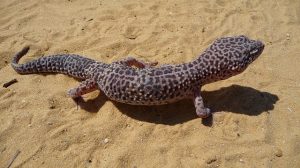 leopard-gecko-1659891_640