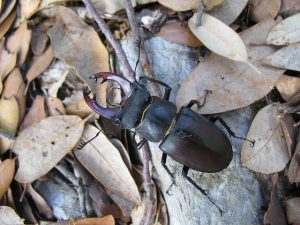 stag-beetle-1147323_640