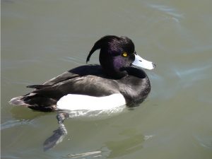 tufted-duck-908586_640
