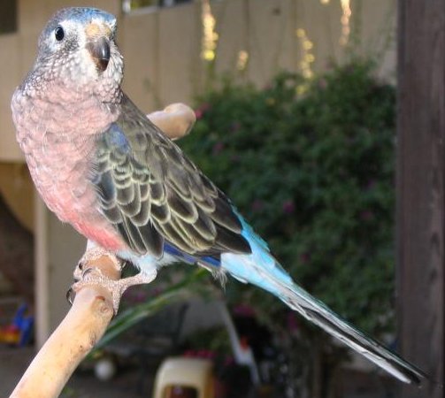 アキクサインコの飼育法を解説 餌や種類 性格 寿命など 生き物情報ナビ