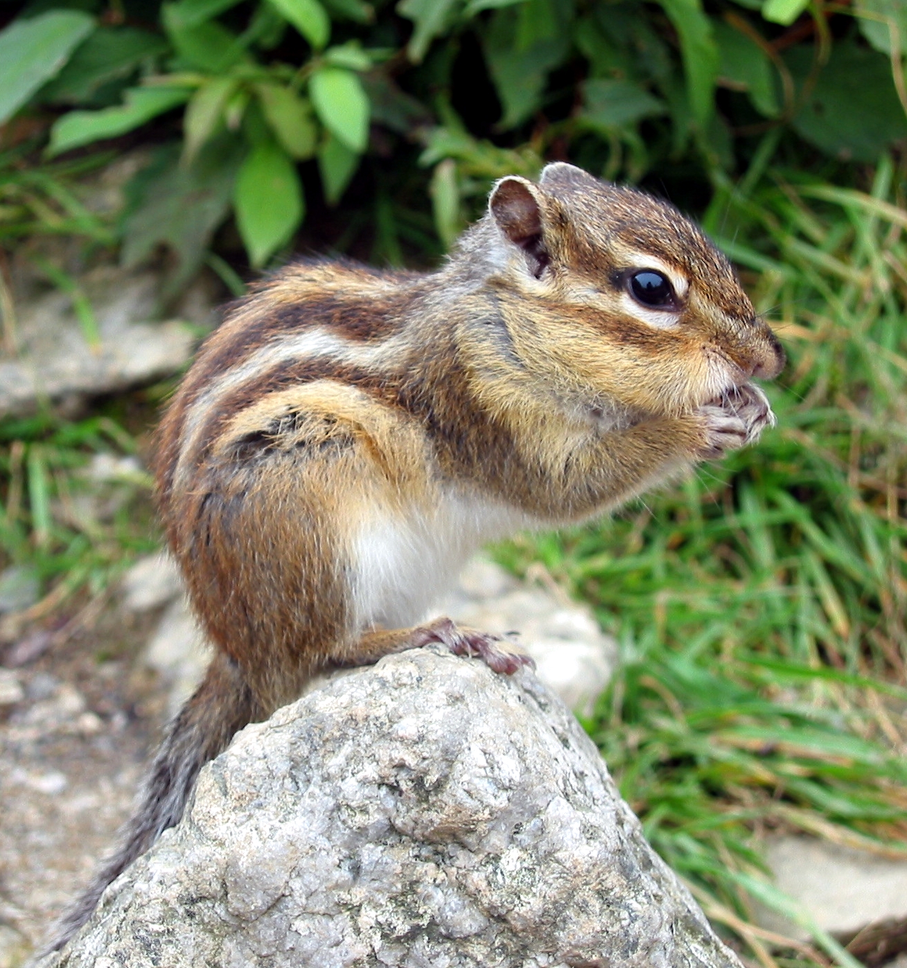 シマリスの飼育法を解説 種類は 餌 寿命は 生き物情報ナビ