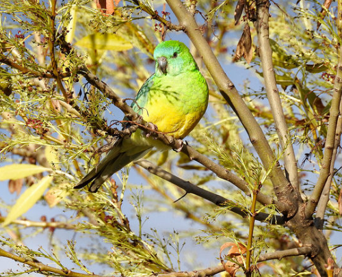 美声インコの飼育法を解説 餌や寿命は 鳴き声 性格は 生き物情報ナビ