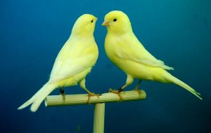 canaries-426279_640