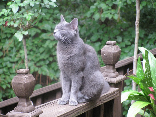 日本猫を解説 種類 性格 特徴は 値段や入手法は 生き物情報ナビ