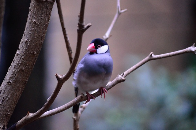 桜 シナモン 文鳥の種類を紹介 販売価格や特徴は 生き物情報ナビ