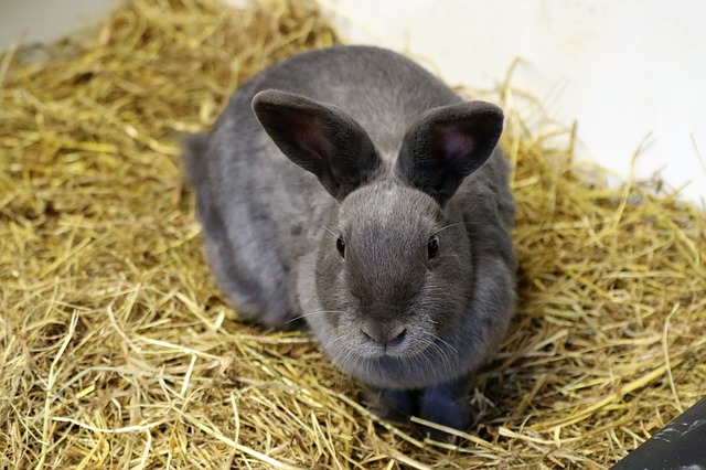牧草 ペレット ウサギの餌は何を与える 主食 副食は 生き物情報ナビ