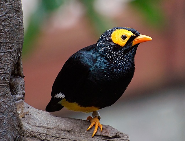 九官鳥について解説 飼育法 餌は 寿命は 喋る 生き物情報ナビ