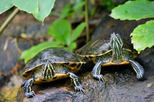 亀の病気について解説 甲羅 皮膚は 種類は 生き物情報ナビ