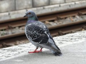 鳩はペットとして飼育できる 種類は 病気が危険 生き物情報ナビ