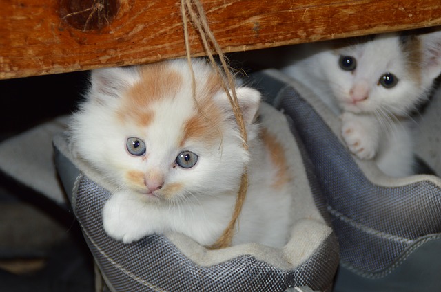 猫の散歩を解説 方法は メリットやデメリットは 必要 生き物情報ナビ