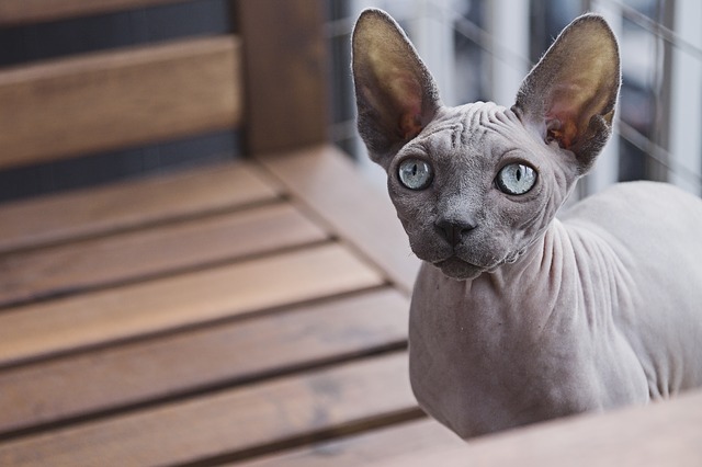 日本猫を解説 種類 性格 特徴は 値段や入手法は 生き物情報ナビ