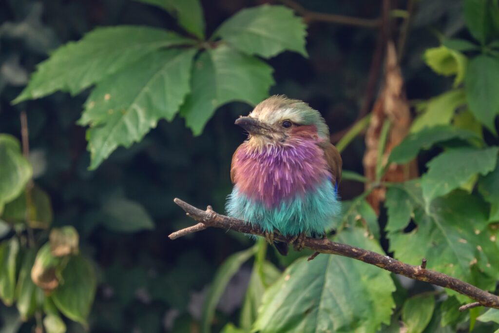 ライラックニシブッポウソウのかわいい画像