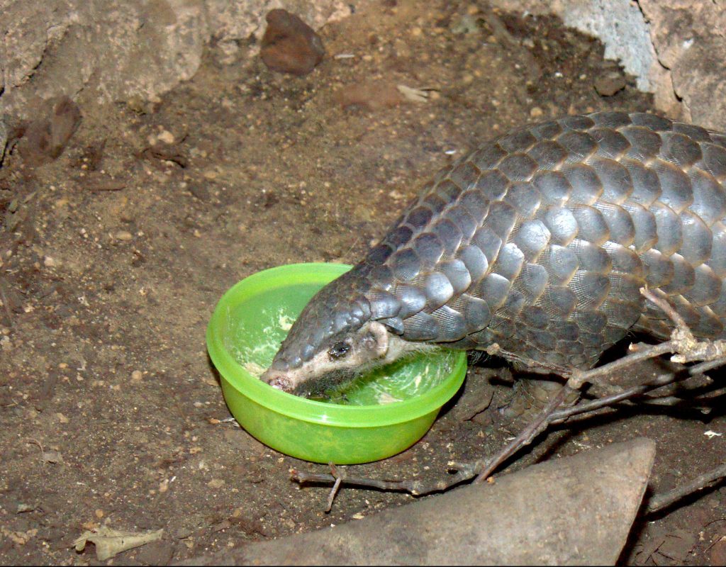 リャマとはどんな動物？生態、性格は？アルパカとの違いは？ | 生き物情報ナビ