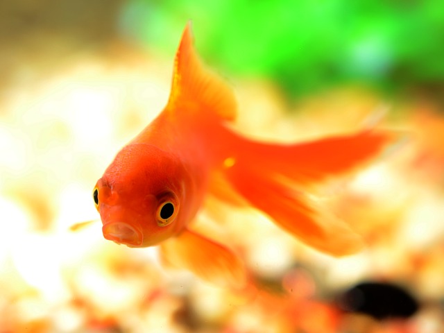 金魚の画像